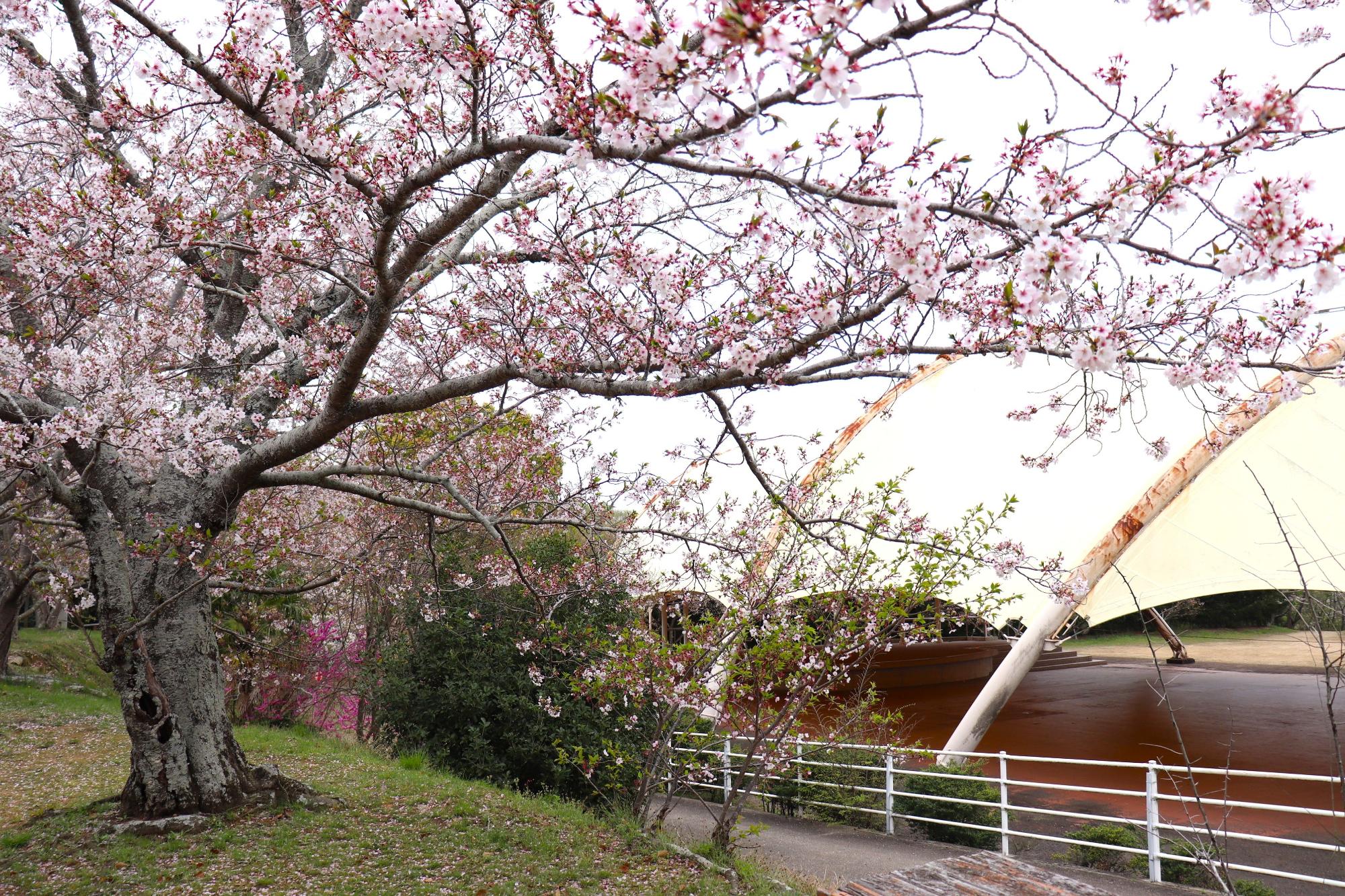 桜の木の近景の写真