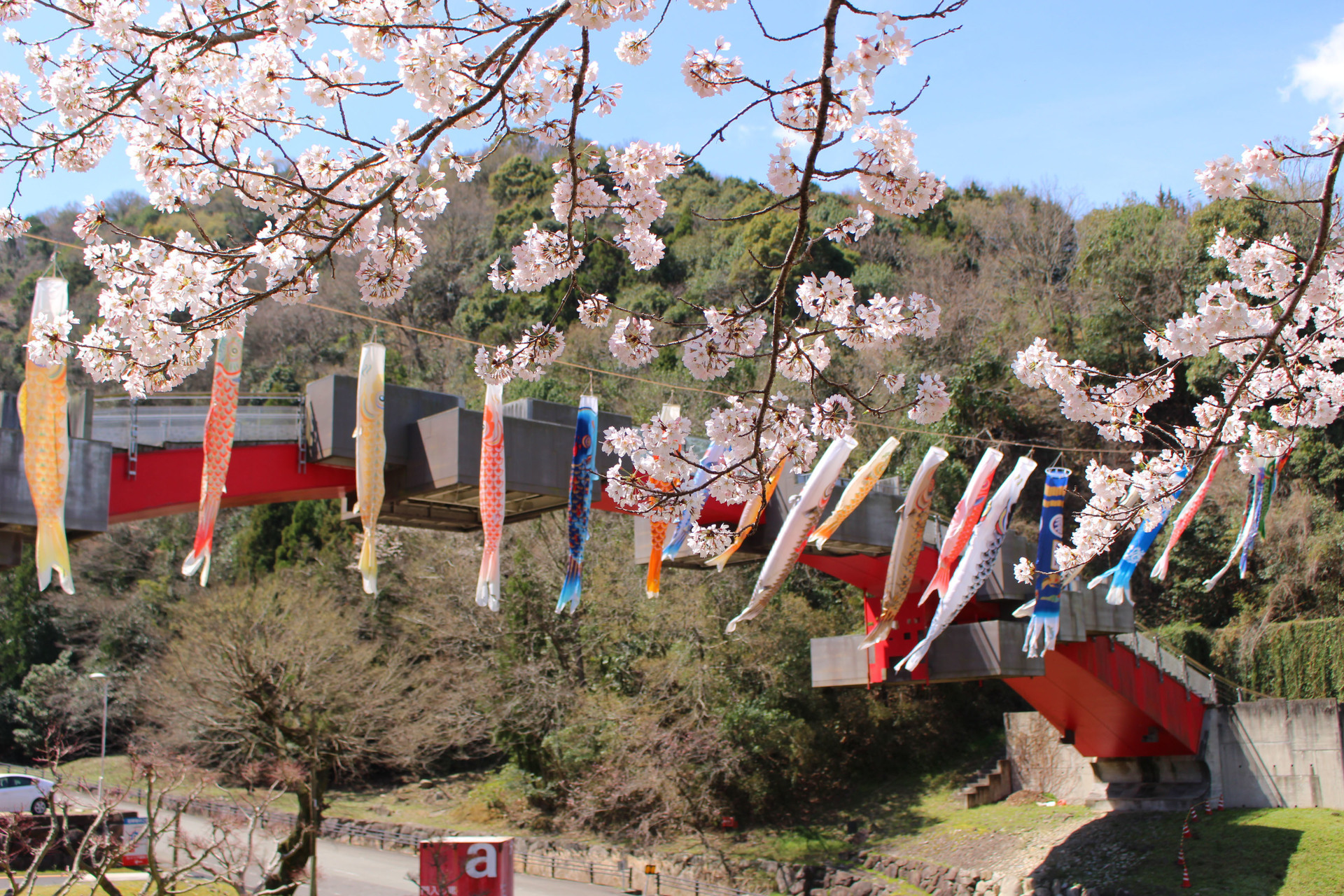 晴天の日の門入ブリッジと桜の写真