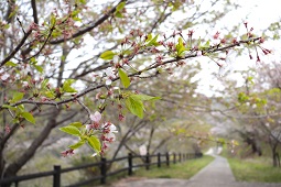 桜の若葉の枝越しに遊歩道が奥へ続く春の風景の写真