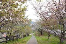 桜並木の下り坂の遊歩道が山並みに向かって伸びる春の風景の写真