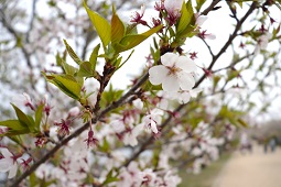 咲き始めた桜の花をアップでとらえた春の風景の写真