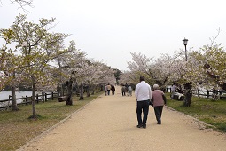 湖畔の桜並木が続く遊歩道を人々が散策している春の風景の写真