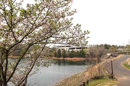 ダム湖越しに桜の枝と建物が見える春の風景の写真