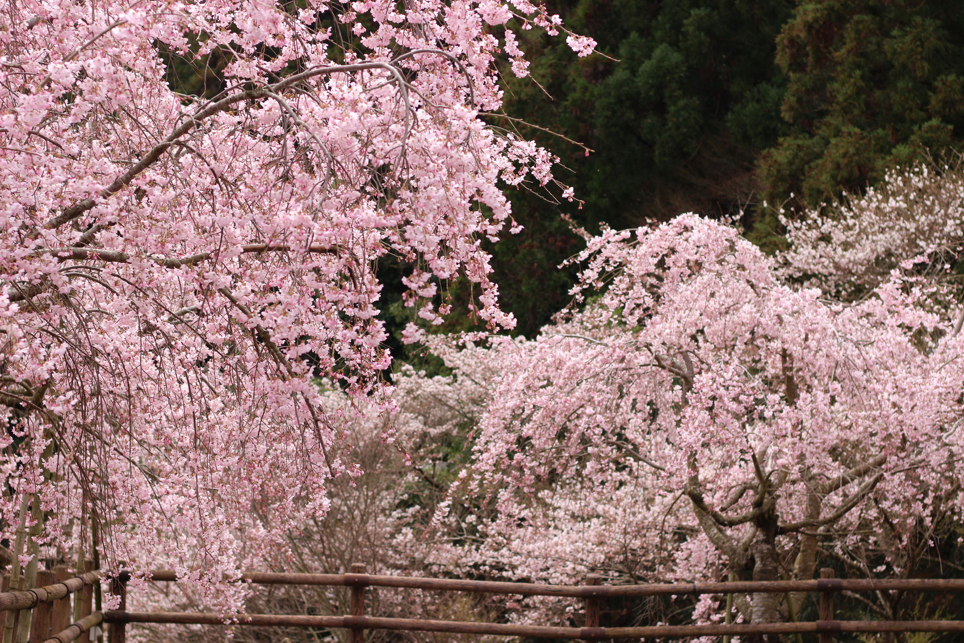満開のしだれ桜の写真