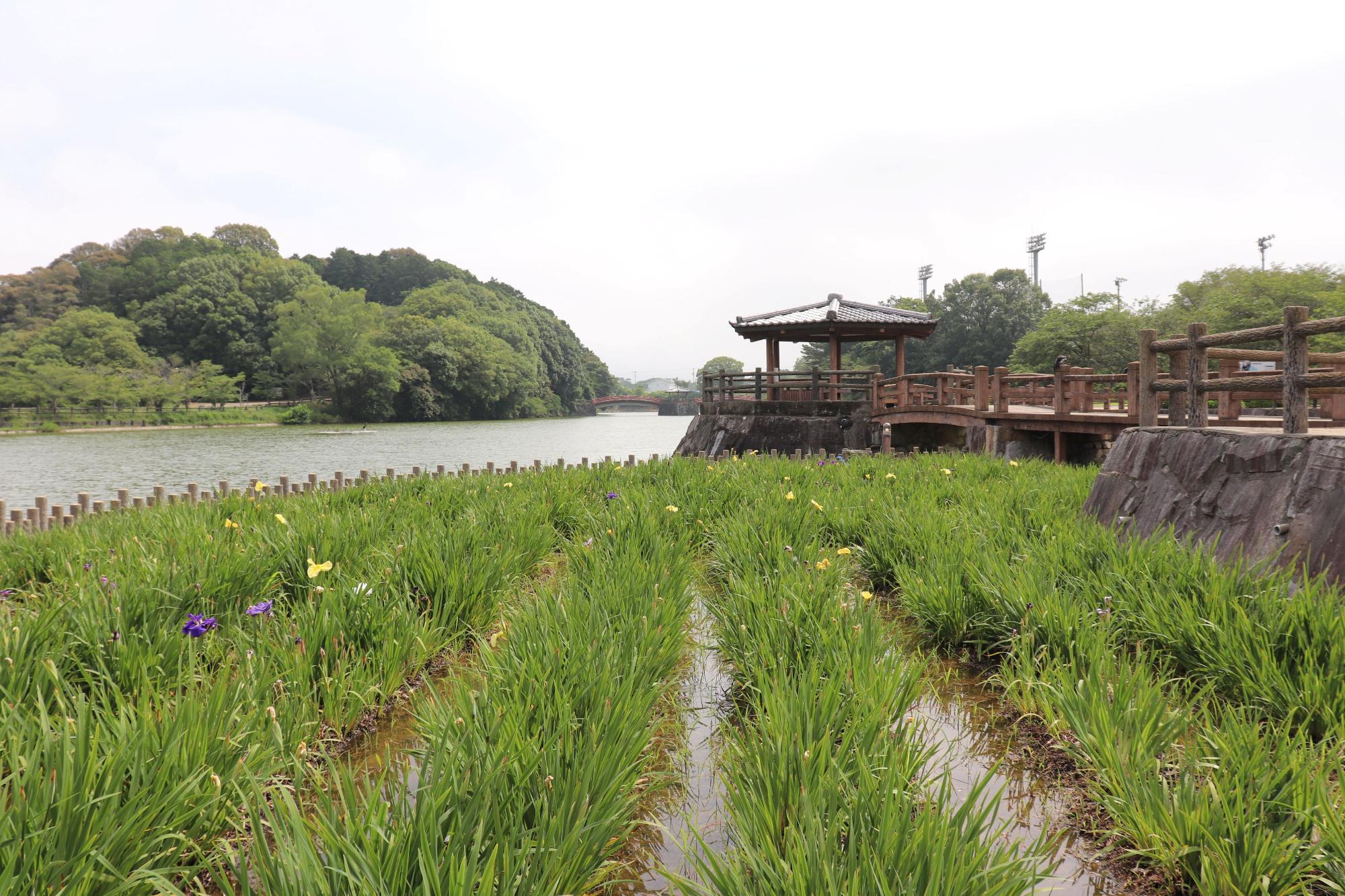 亀鶴公園の花ショウブの写真