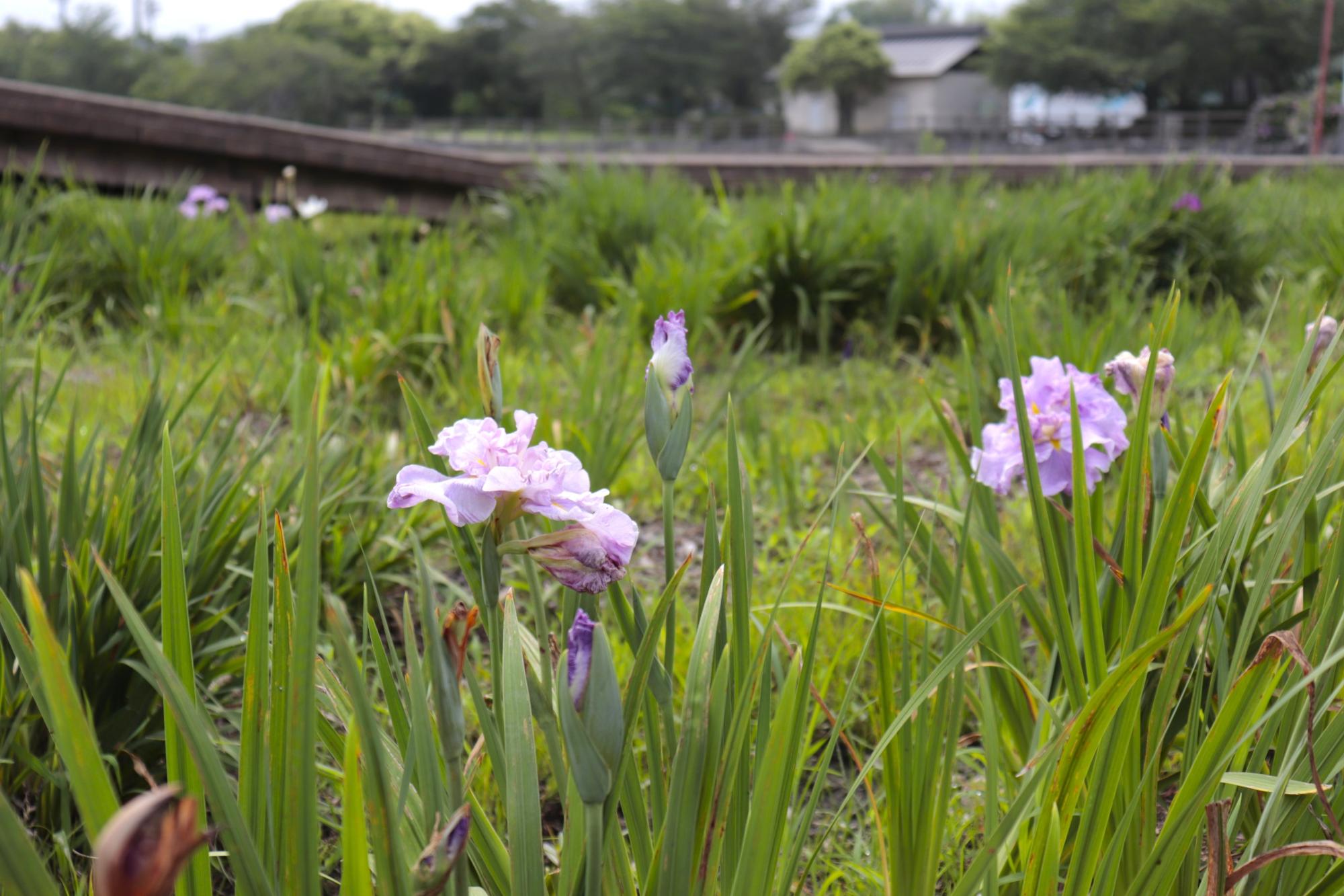 亀鶴公園の花ショウブの写真