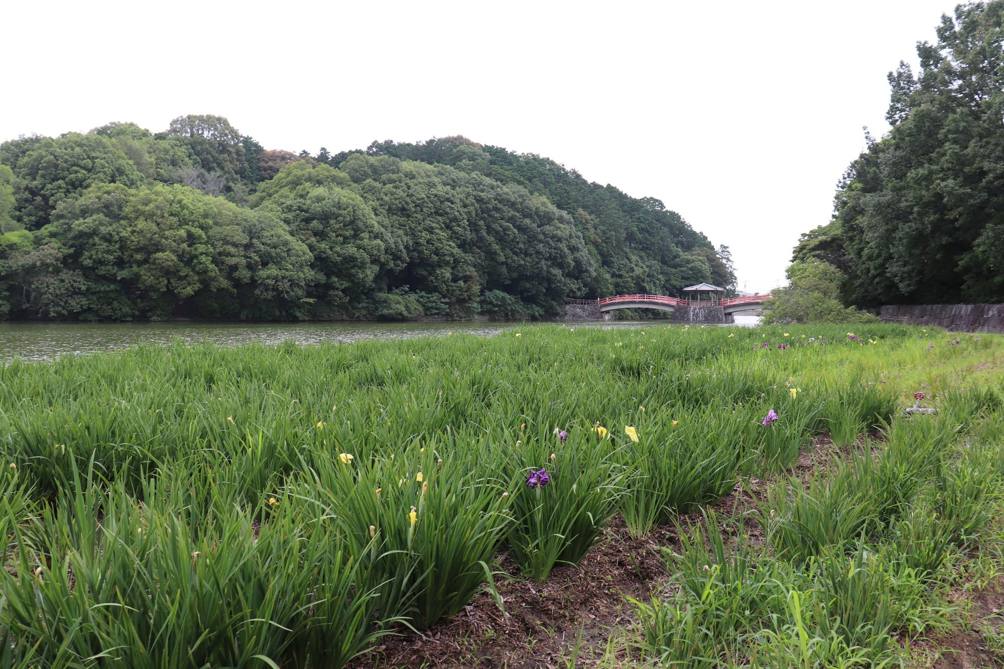 亀鶴公園の花ショウブの写真