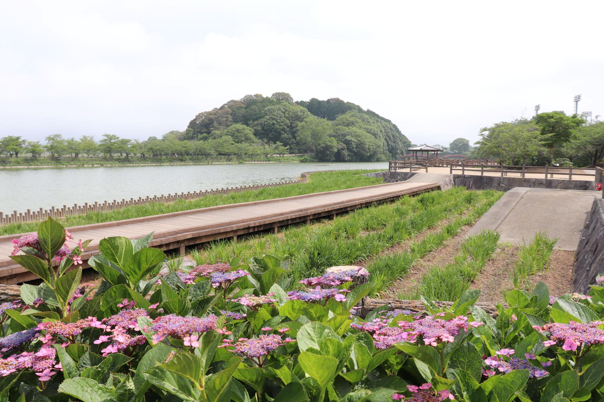 亀鶴公園の花ショウブの写真