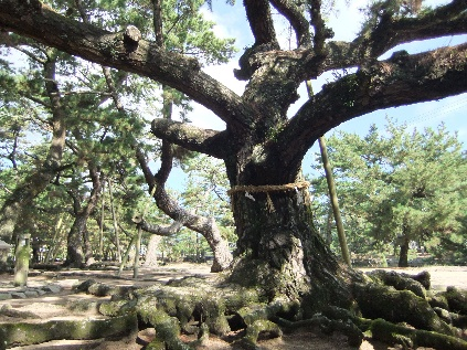 松林でしめ縄を巻いた大きな松の木と広がる根を写した写真