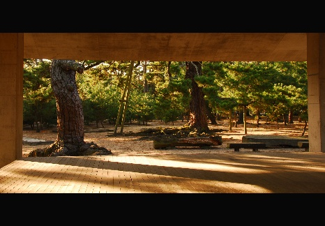 建物の縁側から松林の木漏れ日を切り取った風景の写真