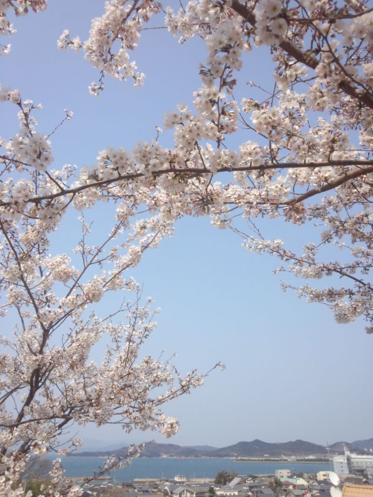 高台から見える桜と志度湾の写真