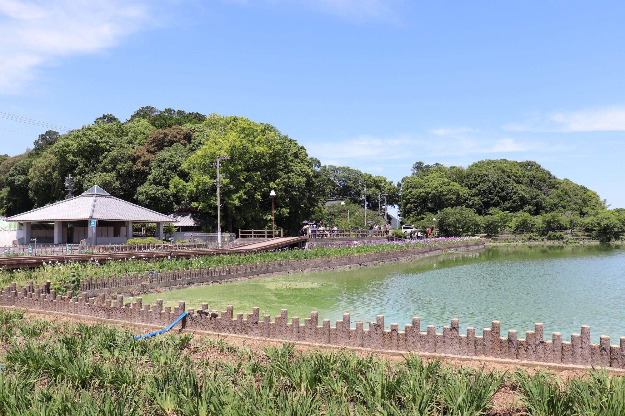 亀鶴公園の花ショウブの写真