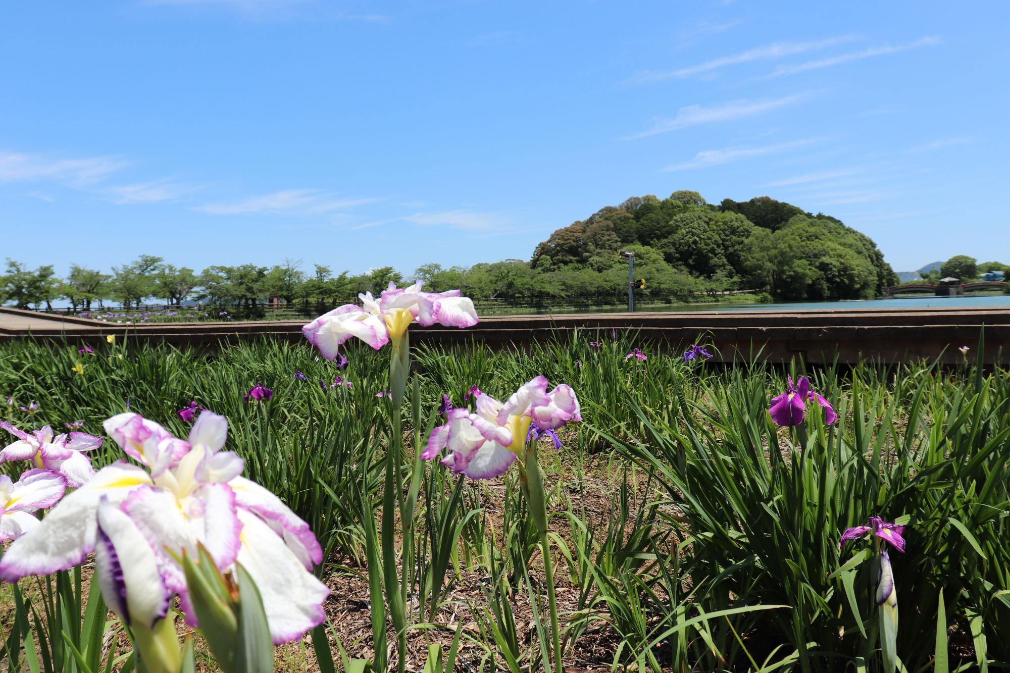 亀鶴公園の花ショウブの写真