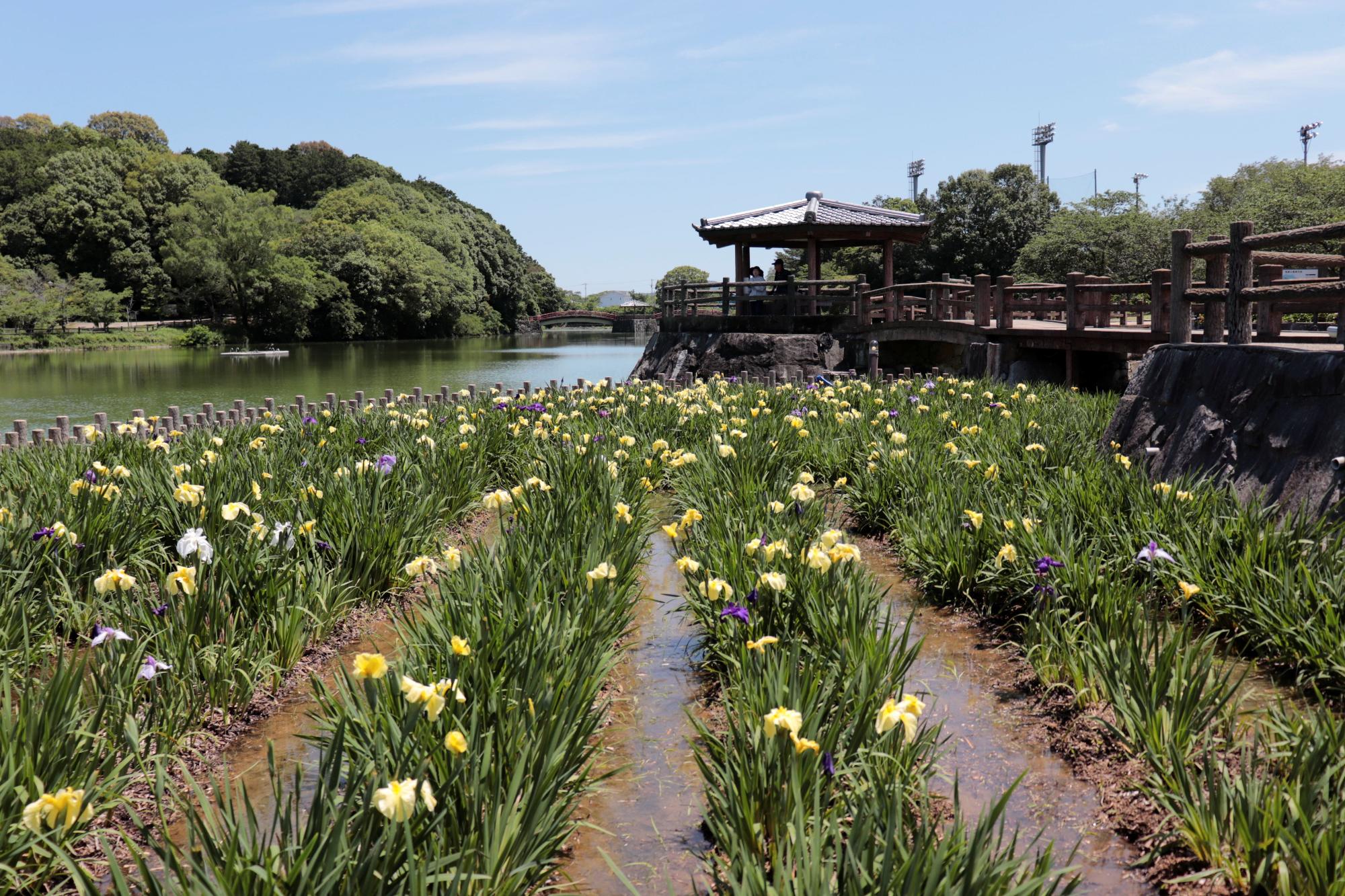 亀鶴公園の花ショウブの写真