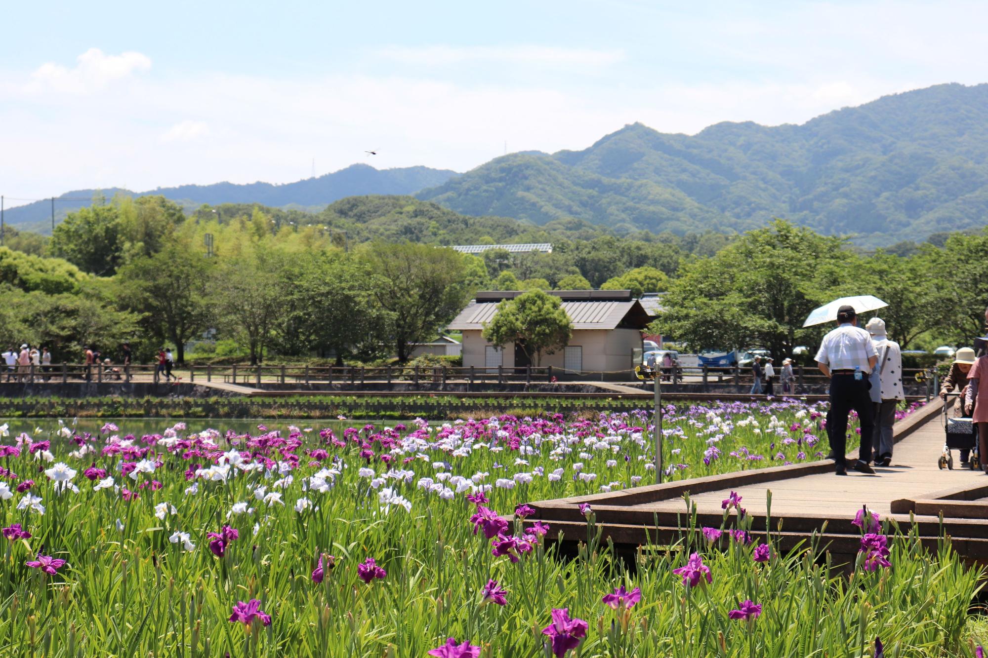 亀鶴公園の花ショウブの写真