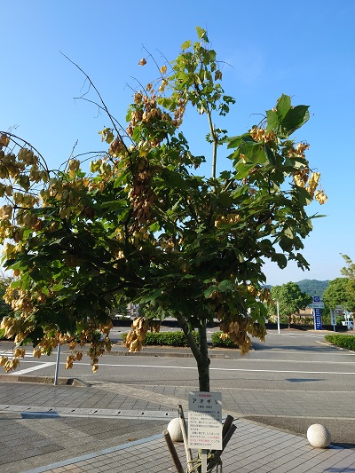 青空のもとコンクリートの間から生えている木とその木の幹に付いているアオギリの説明のプレートの写真