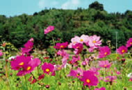 青空の下にピンク色のコスモスが咲き誇っている写真