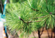 緑々しく茂った松の葉のアップめの写真