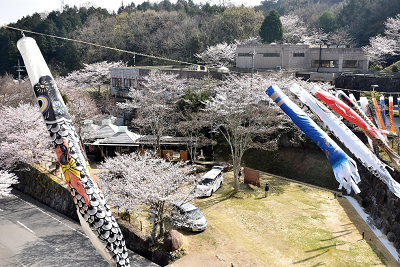 桜の木のそばで黒や青や赤などの鯉のぼりが風に揺れている写真