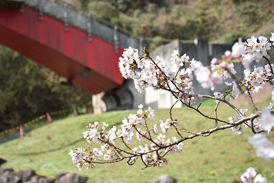 遠くにぼやけた赤色の橋が見える花咲く桜の木の枝を間近で写した写真