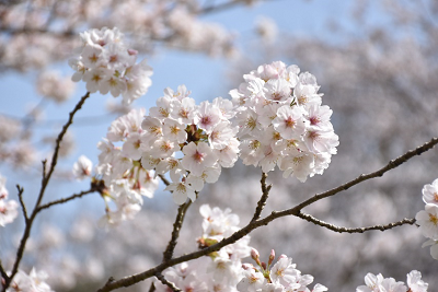 枝先に咲いている桜の花びらの写真