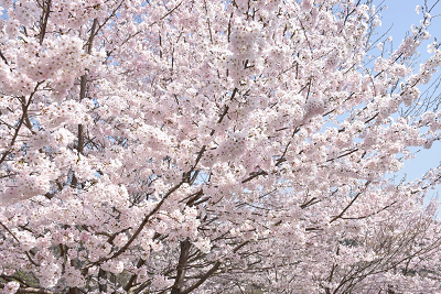 桜の花が咲き誇っている写真