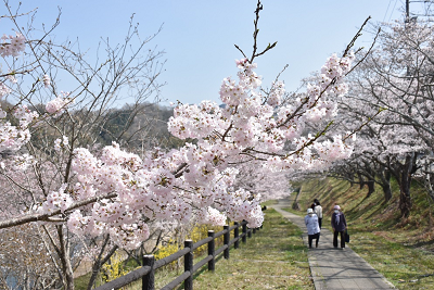 桜並木の歩道を歩く人たちの写真