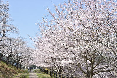 歩道の両側に咲く満開の桜並木の写真