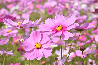 黄色いの雄蕊や雌蕊が中心にあるコスモスの写真