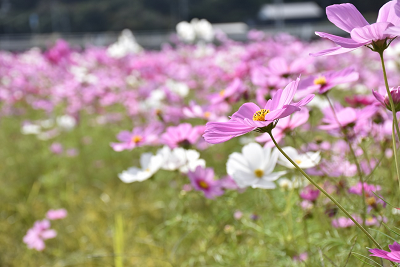 ピンクと白のコスモスが咲き誇っている写真