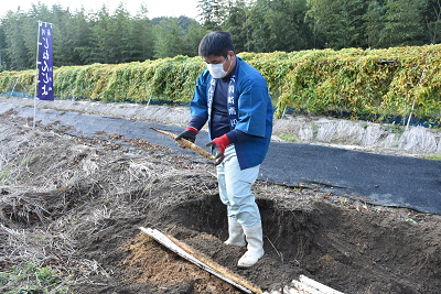 青い法被を着た男性が自然薯を収穫している写真