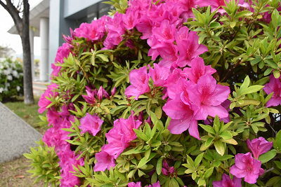 ピンク色に咲いたつつじの写真