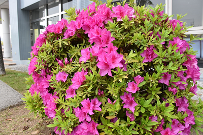 植えられたつつじが咲いている写真