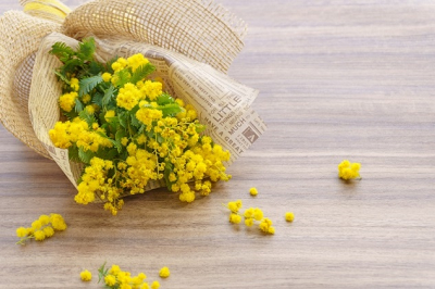 木目のテーブルの上に黄色いミモザの花束が置かれている写真