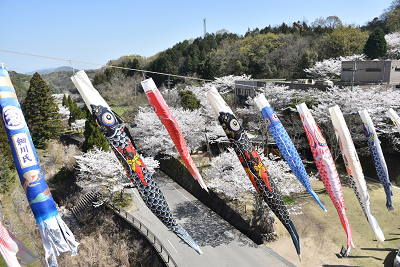 桜が咲く道路の上に飾られた鯉のぼりの写真