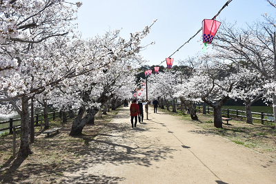 満開の桜並木の下、川沿いの遊歩道を赤い上着の人たちが歩き、頭上には赤い提灯が連なっている写真
