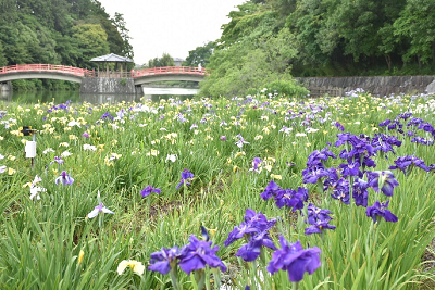 赤い橋を背景に紫色の花と黄色の花が咲いている写真