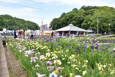 ピンク色の花、黄色の花、紫色の花がそれぞれ整列されて咲いている写真