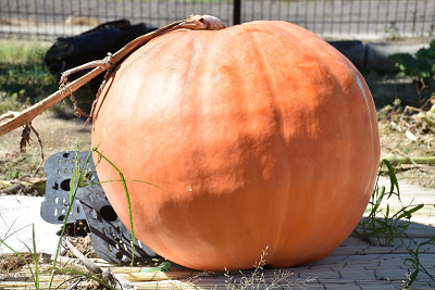 つるが切られていないオレンジ色のかぼちゃの写真