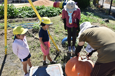 かぼちゃのつるを切っている人を見ている園児2人の写真