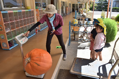 かぼちゃを大型のはかりに載せて数値を見る女性と園児たちの写真