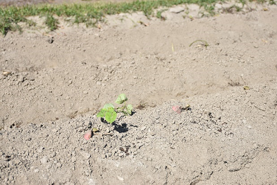 土から葉が生え、サツマイモの先がのぞいている写真