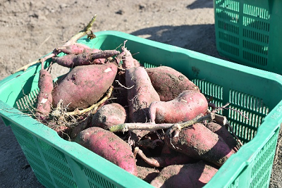 緑色のかごに入ったたくさんのサツマイモの写真