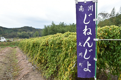 自然薯ののぼりが置かれた畑の写真