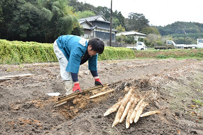 法被を着た男性が自然薯を掘り出している写真