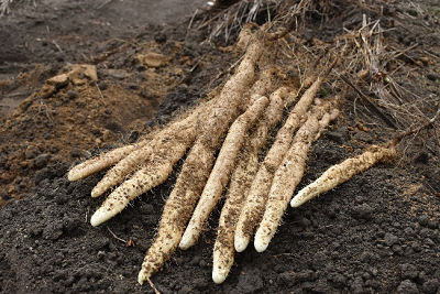 土の上に自然薯が並べられている写真