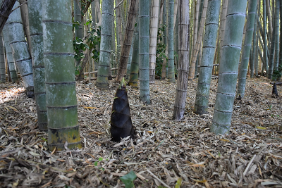 竹藪の中で一つのタケノコが頭を出している写真