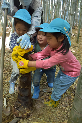 黄色い手袋をつけた3人の園児がタケノコを取ろうとしている写真