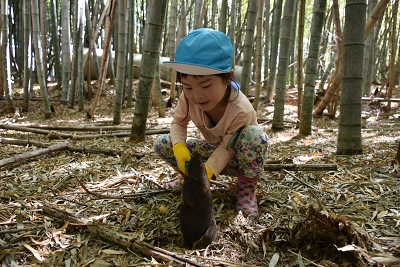 ひとりの園児がタケノコの傍でしゃがみ、タケノコに触っている写真