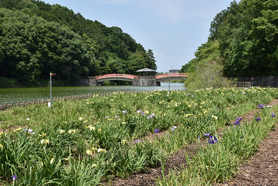 川沿いに咲く紫色や黄色の花の写真